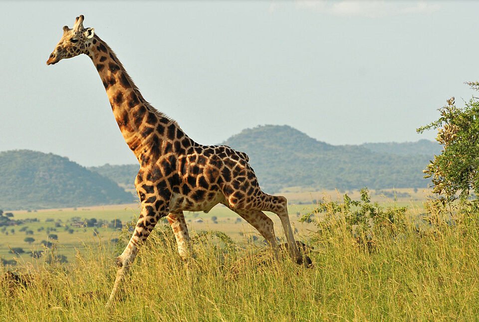 kidepo-national-park-game-safari