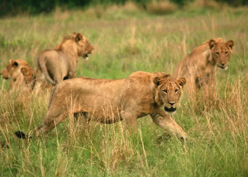 can-i-see-lions-and-leopards-in-queen-elizabeth