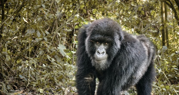 cultural-tours-with-gorillas