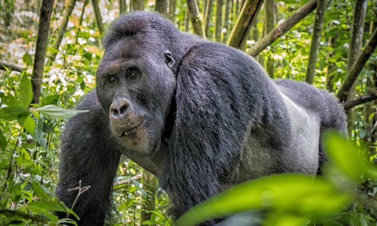 gorilla-trek-in-uganda-beginning-from-rwanda