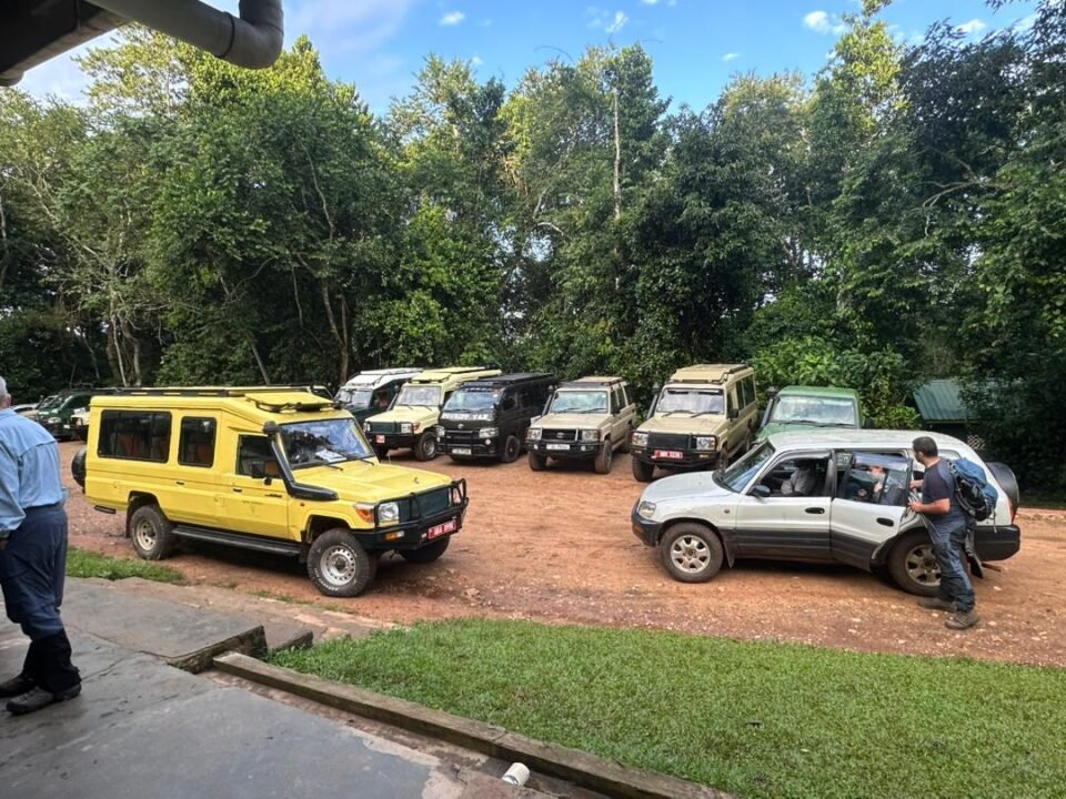 morning-vs-afternoon-chimpanzee-tracking-in-kibale