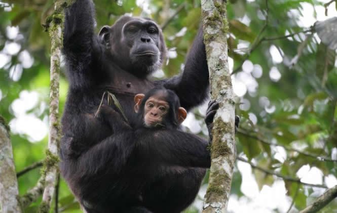 chimpanzee-habituation-experience-in-uganda