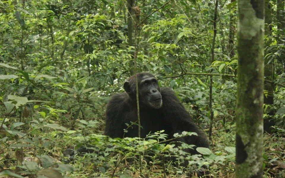 chimpanzee-tracking-in-kyambura-gorge-vs-kalinzu