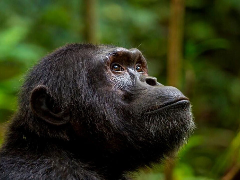 the-best-chimpanzee-safari-packages-in-uganda