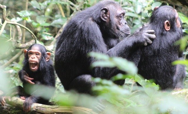 ugandas-most-popular-chimpanzee-trekking-trails