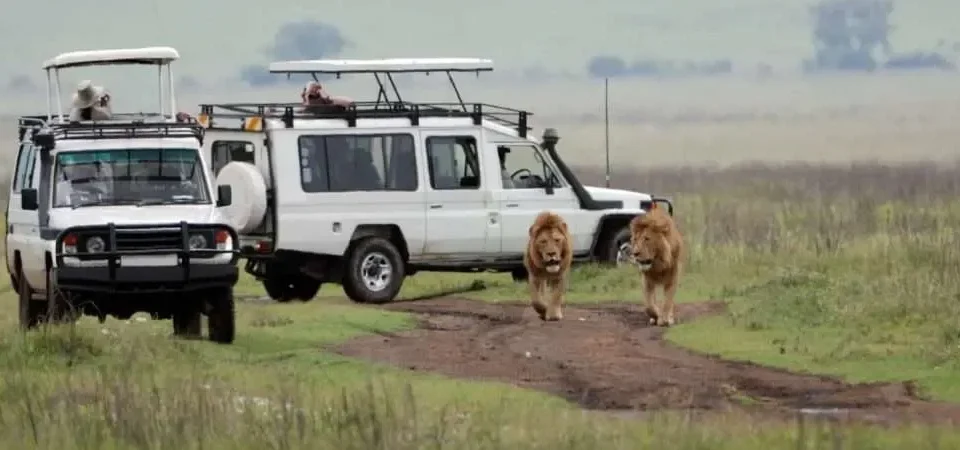 self-drive-game-drives-in-uganda