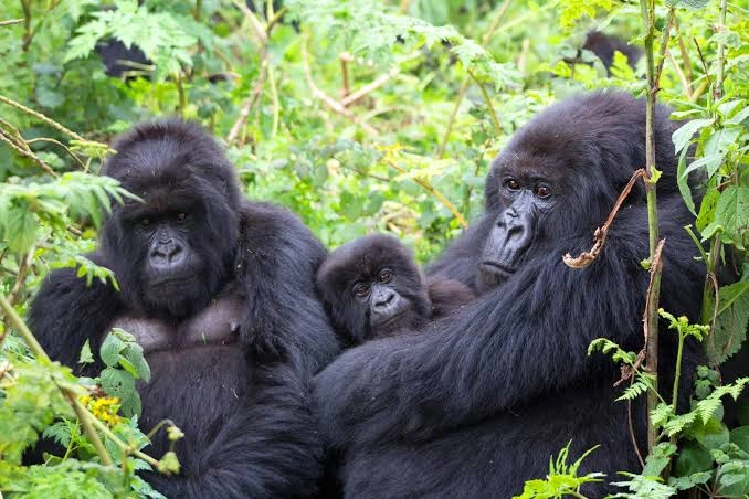 gorilla-trekking-in-rushaga-vs-buhoma-sectors
