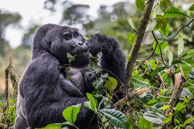 is-gorilla-trekking-in-congo-safe