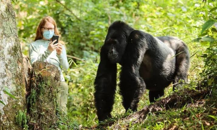 how-close-can-i-be-during-gorilla-trekking