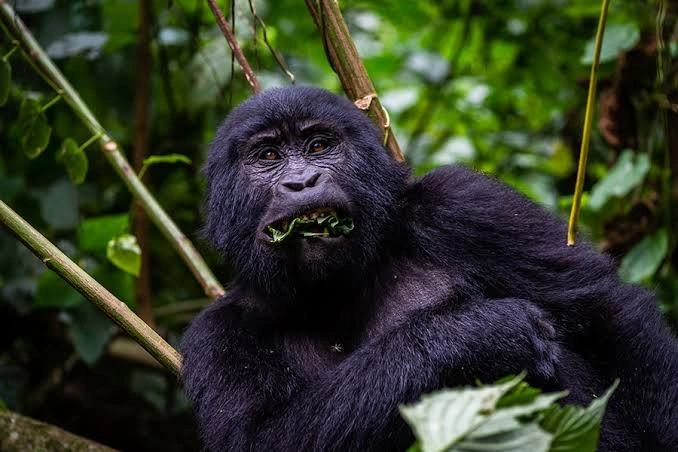 can-i-start-my-gorilla-safari-in-uganda-from-kigali