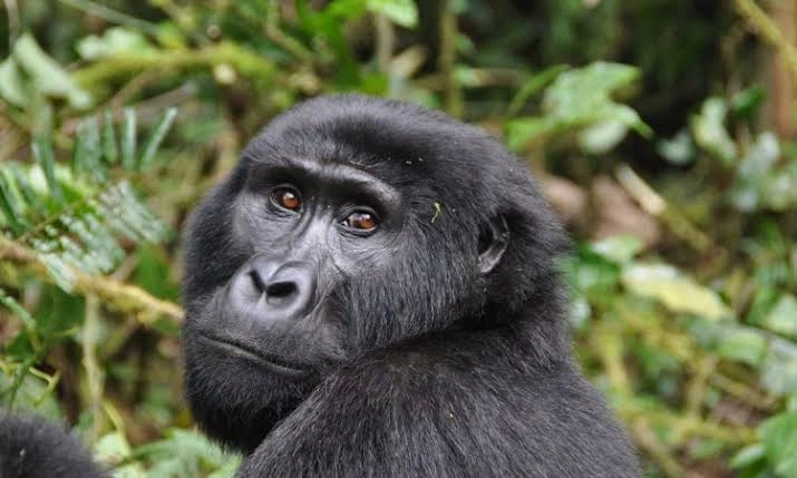 booking-gorilla-trekking-permit-in-uganda