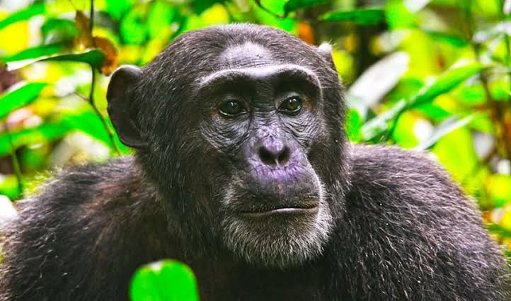 chimpanzee-tracking-in-kibale-vs-kyambura-gorge