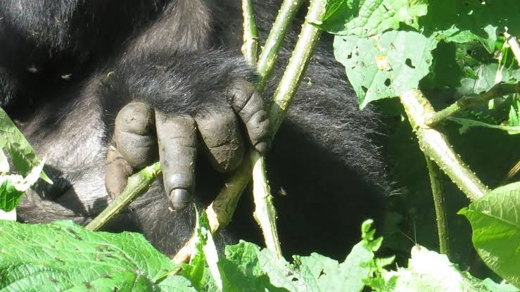 gorilla-trek-in-mgahinga-vs-bwindi-vs-volcanoes