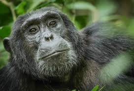discover-chimpanzees-in-kyambura-gorge