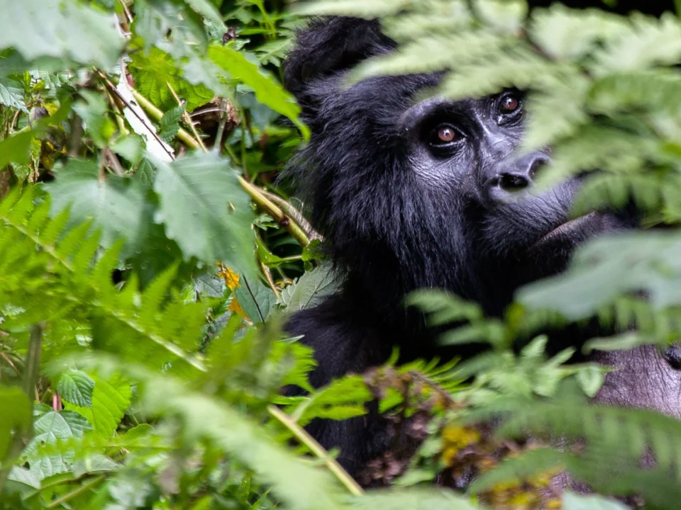 is-uganda-safe-for-gorilla-trekking