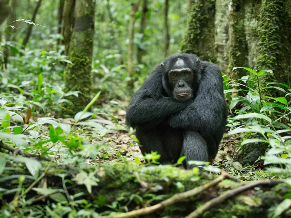 how-to-prepare-for-a-chimpanzee-safari-in-uganda