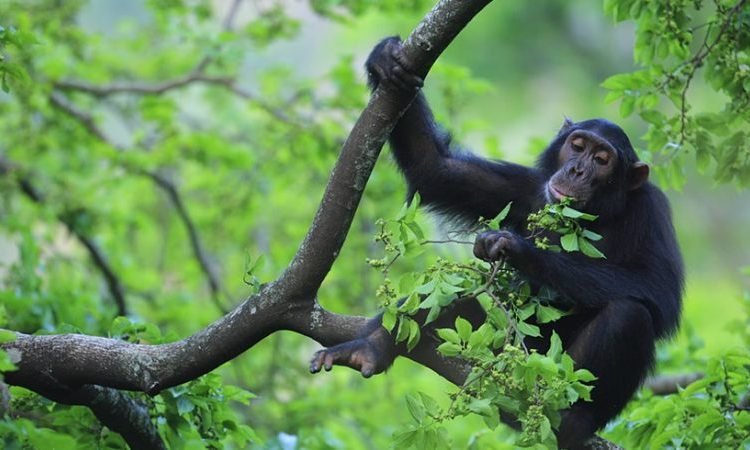 what-makes-kibale-forest-special-for-chimpanzees