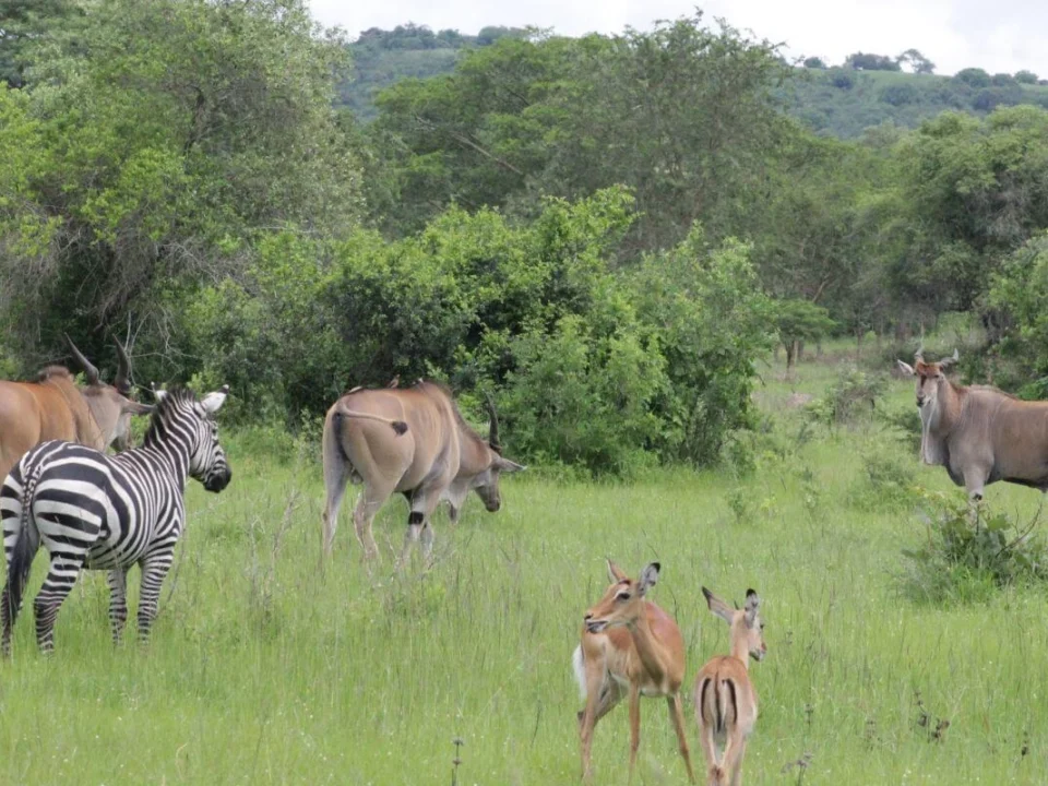 2-days-short-safari-to-lake-mburo