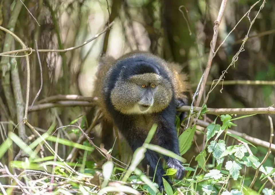 golden-monkey-tracking-mgahinga