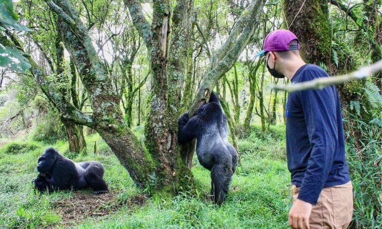 mgahinga-gorilla-trekking-tours