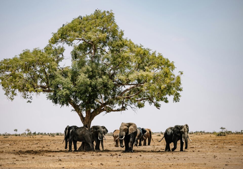 how-to-plan-a-kenya-wildlife-safari