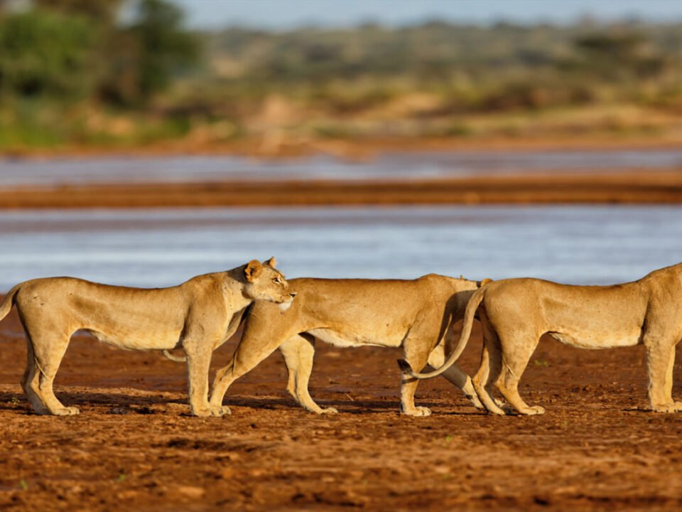 kenya-wildlife-safari-costs