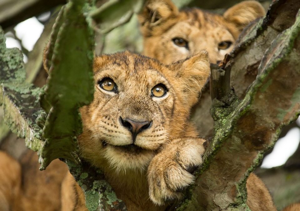 ishasha-tree-climbing-lions