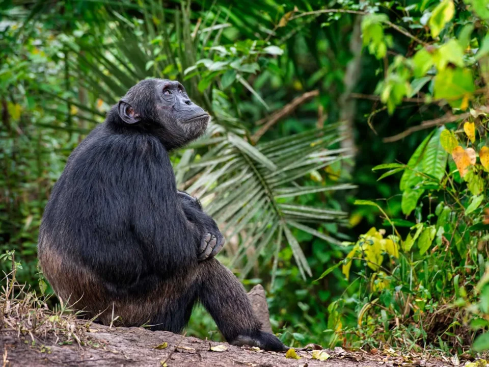 Rwanda Ziplining and Canopy Walk Tours