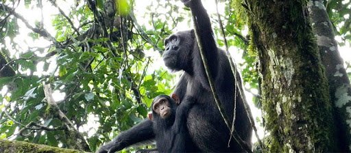 chimpanzee-trekking-vs-gorilla-trekking-in-uganda