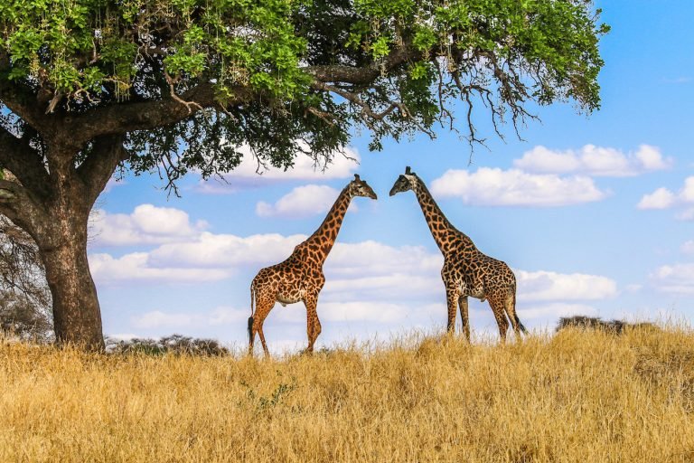 kidepo-national-park-game-safari