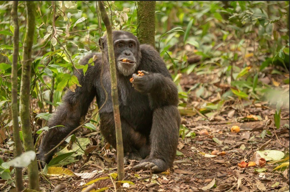 chimps-tracking-in-kalinzu-and-kyambura-which-is-better