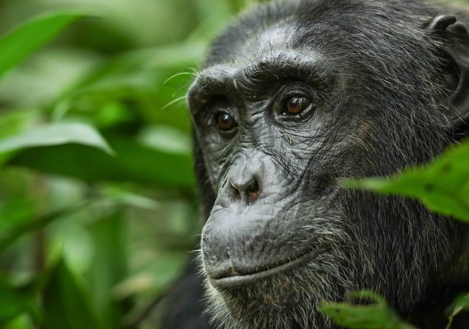 morning-vs-afternoon-chimpanzee-tracking-in-kibale