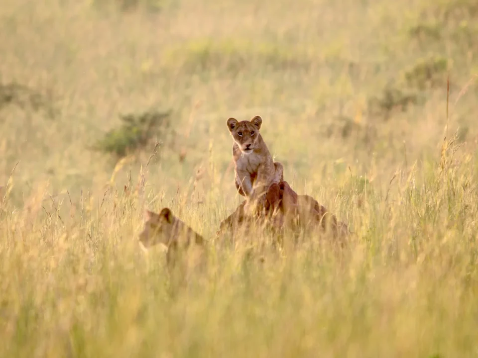 uganda-congo-safari-combination