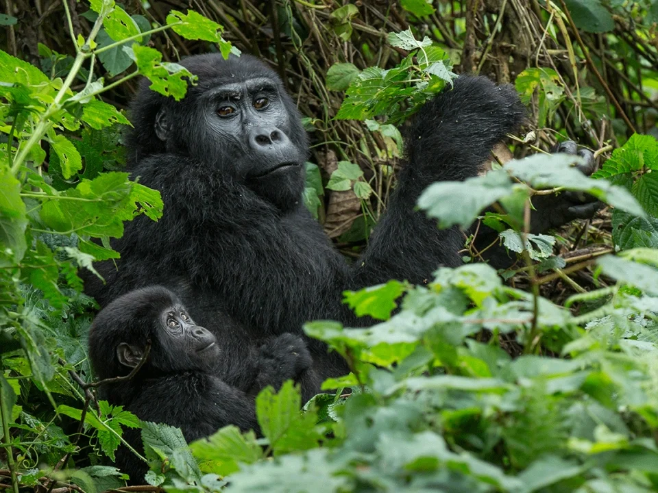 which-sector-of-better-for-gorilla-trekking-in-bwindi