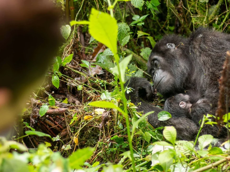 gorilla-and-community-visits-in-bwindi