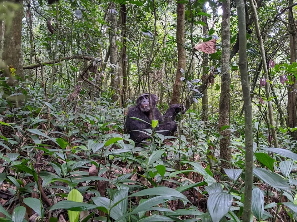 kibale-forest-primate-tracking