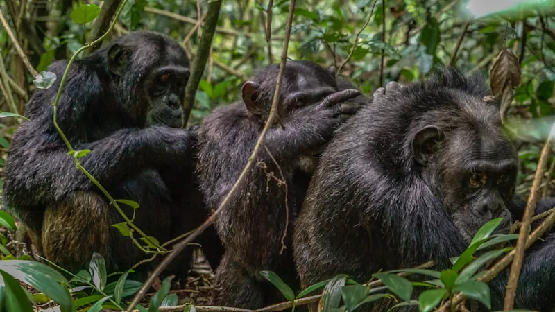 how-is-kyambura-gorge-chimps-tracking