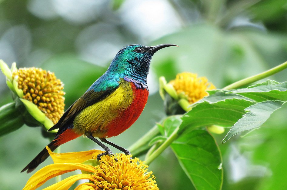 birding-in-bwindi-impenetrable-national-park