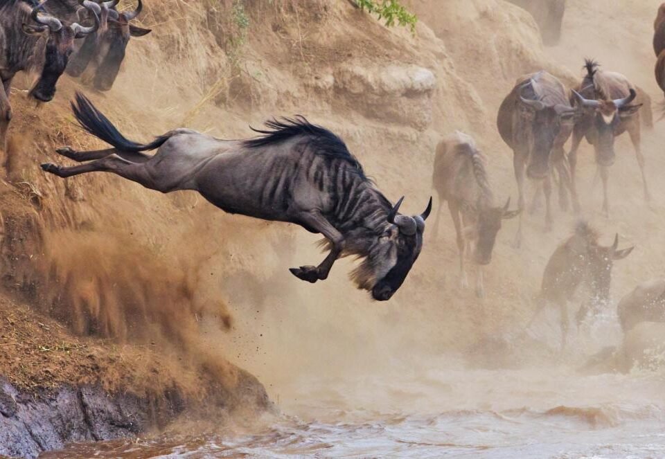 witness-the-great-wildebeest-migration-in-kenya