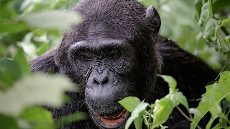 kibale-chimps-tracking-best-time