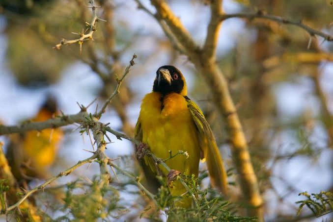 birding-in-kibale-national-park