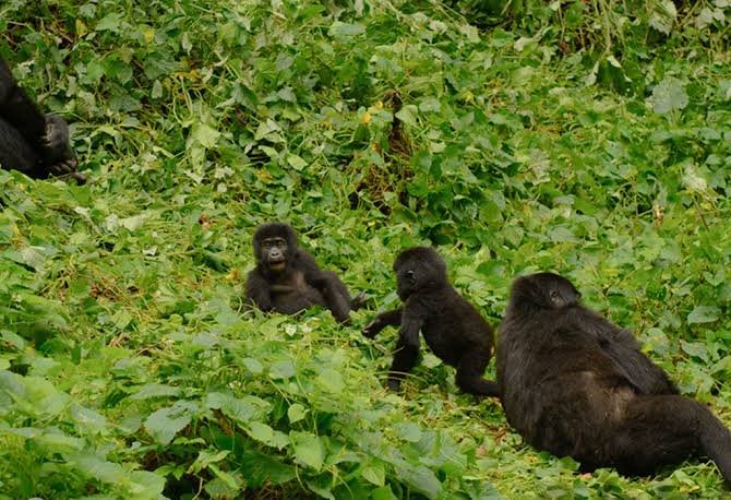 gorilla-trips-with-chimps