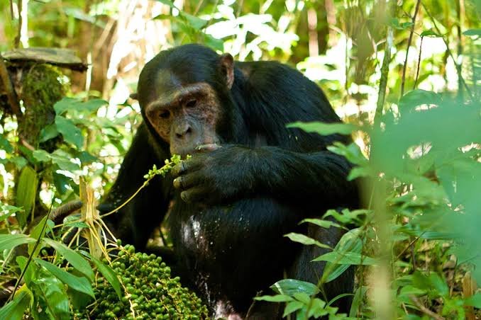 chimps-tracking-in-budongo-forest
