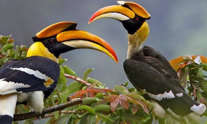 where-to-do-birding-in-uganda