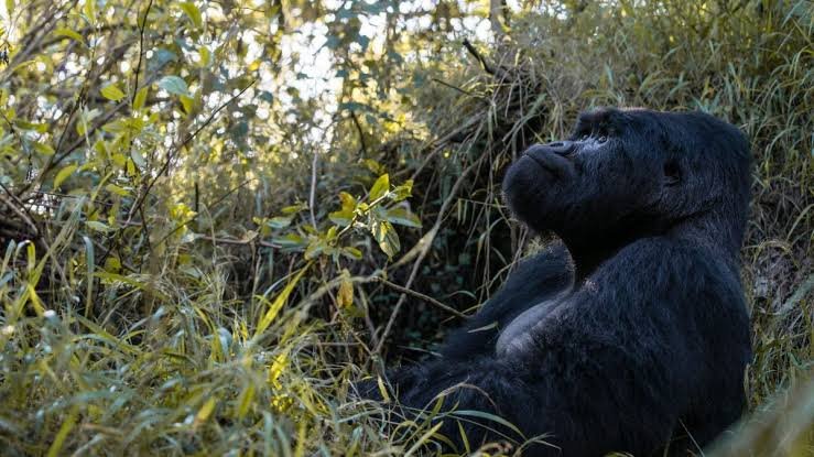 where-to-relax-from-after-gorilla-trekking-in-mgahinga