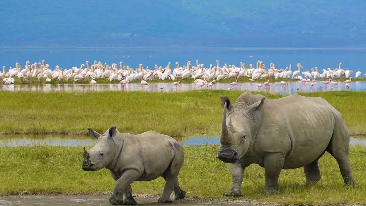 5-days-big-five-safari-kenya