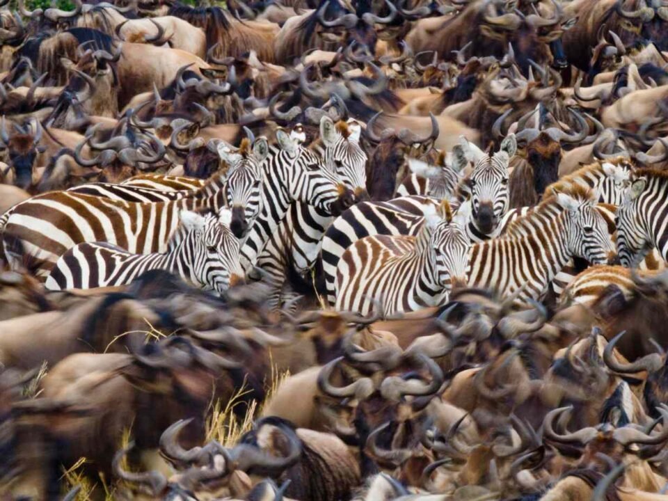 when-does-the-great-migration-reach-kenya