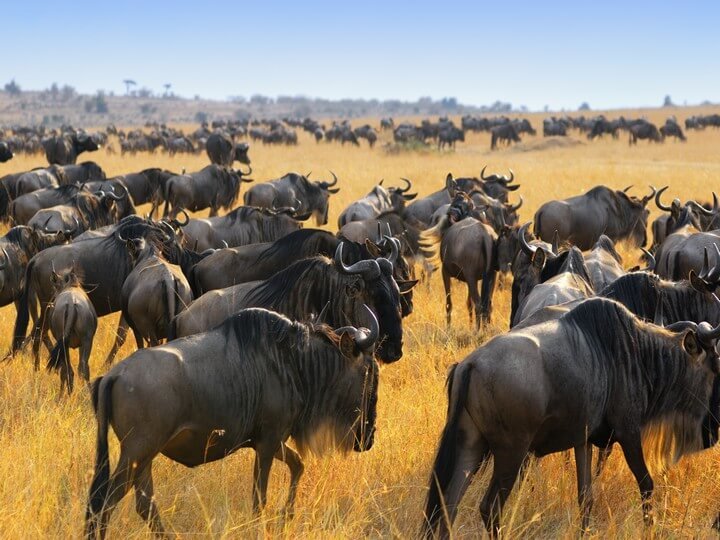 best-time-to-see-the-great-migration