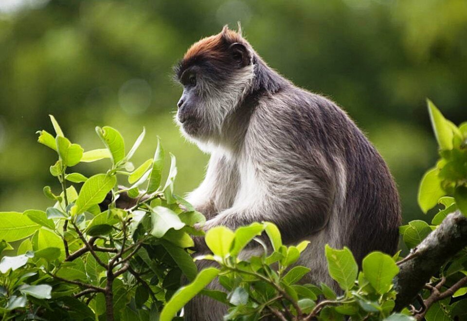 primates-i-can-see-in-kibale-national-park
