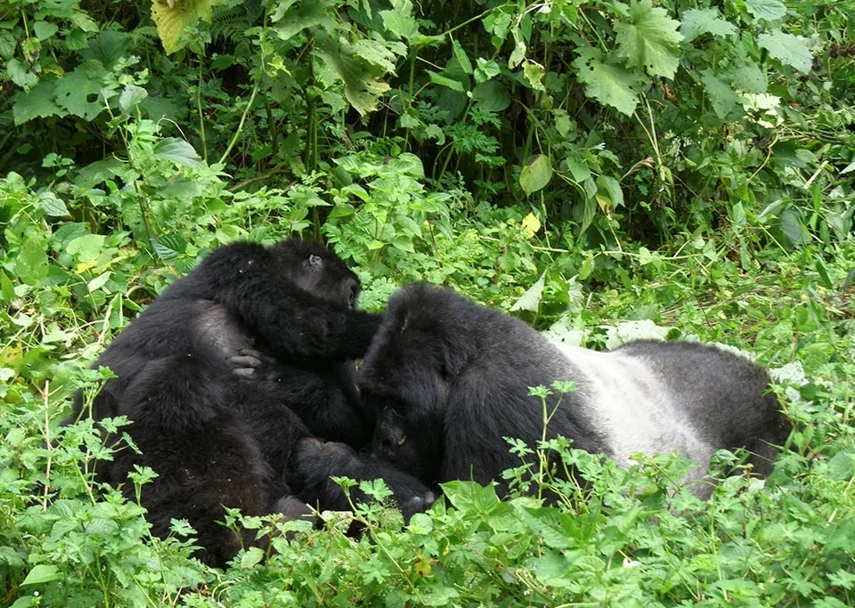 combining-kampala-chimpanzee-with-gorilla-trekking